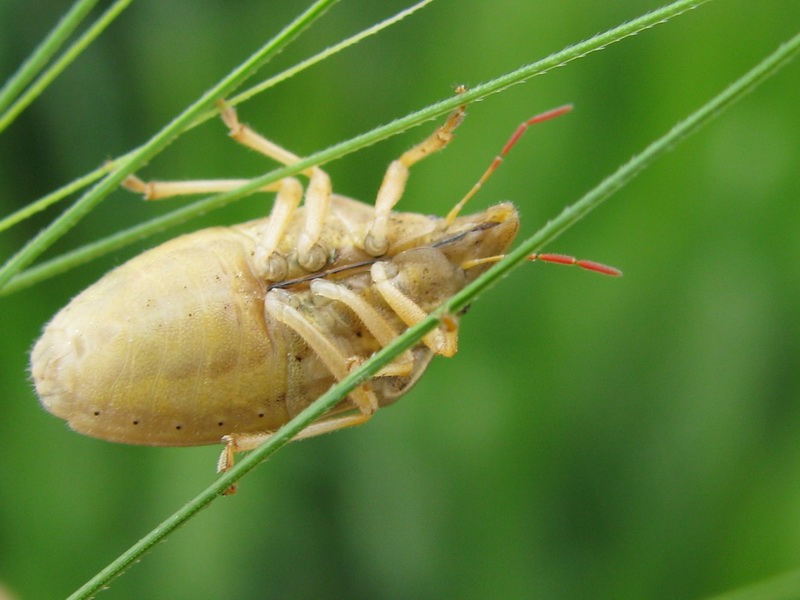 Aelia rostrata, A.germari, A.acuminata, A.klugi
